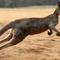 Kanguru (AFP PHOTO/Torsten BLACKWOOD)