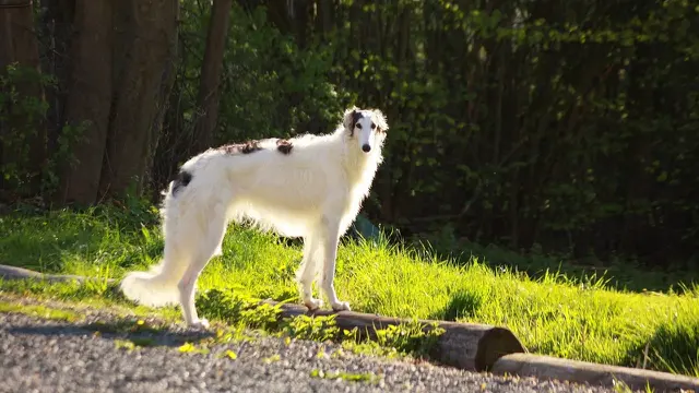 Borzoi