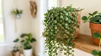 25 Jenis Tanaman Hias Daun Kecil, Percantik Ruangan Minimalis dan Area Sempit