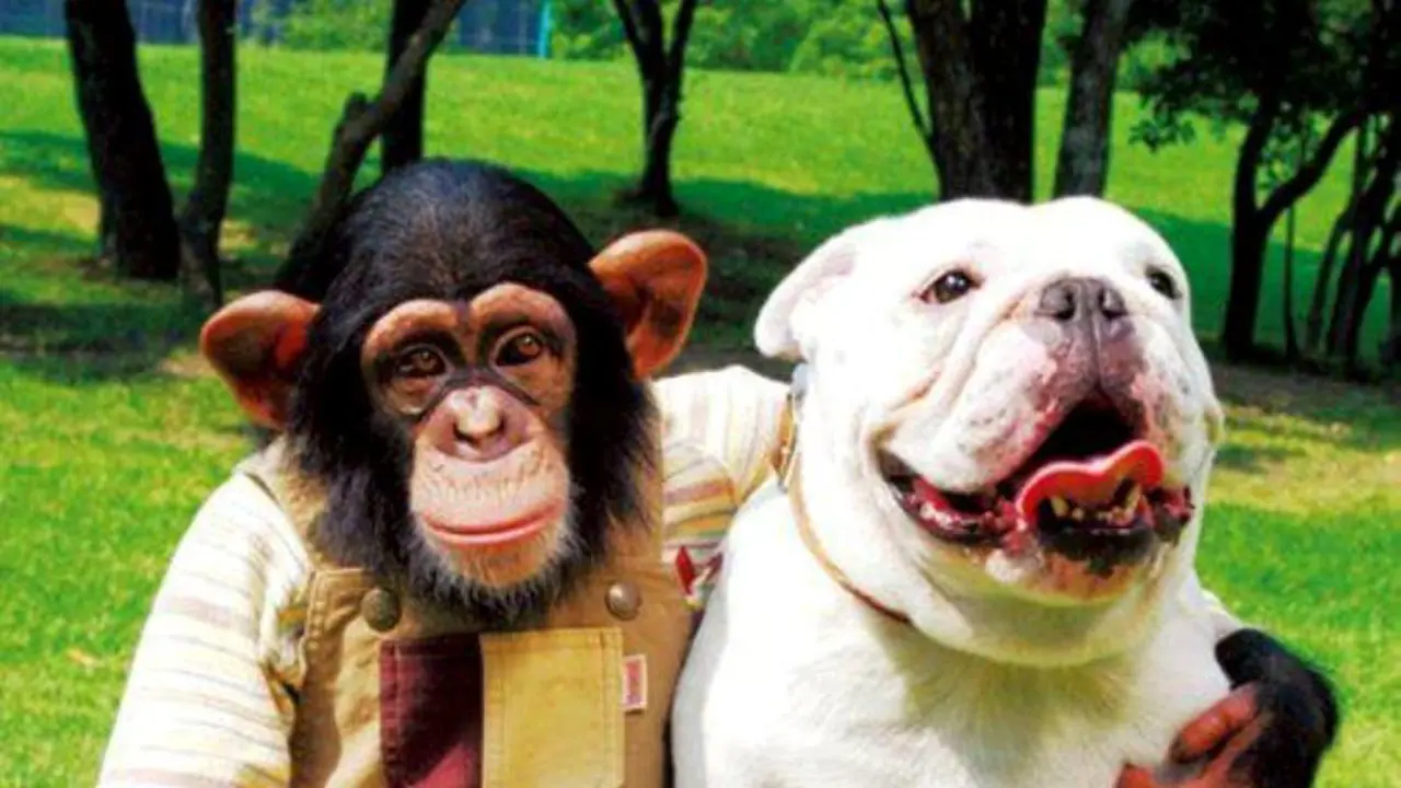 Temukan Arti Persahabatan Lewat Hubungan Monyet dan Anjing Ini