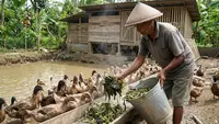 Cara Membuat Pakan Bebek Fermentasi dari Limbah Dapur yang Bernutrisi, Hemat Biaya