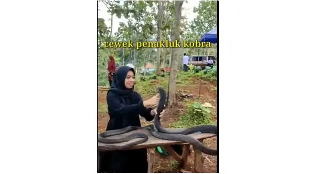 Aksi Berani Wanita Berhijab Perlakukan Ular Kobra Bak Kucing Ini Bikin Ngeri