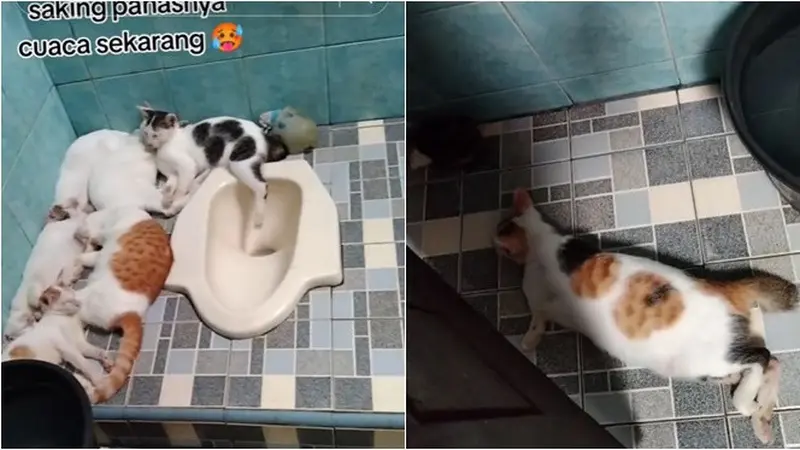 6 Potret Kucing Ngadem di Toilet Akibat Cuaca Panas, Santai Rebahan