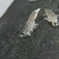 Kutu laut. (Sumber Foto: Mato Memo)