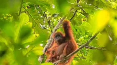 Studi Ungkap Suara Tawa Orangutan Bisa Pengaruhi Pilihan Makanan