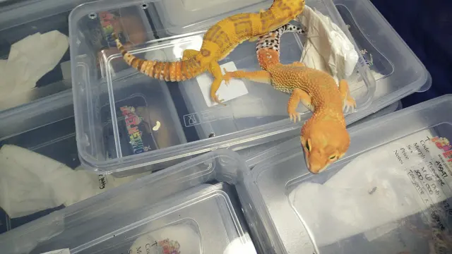Leopard Gecko, Bukan Tokek Biasa