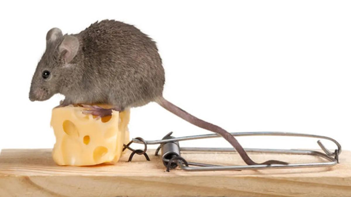 Mengusir Tikus dari Rumah dengan Bahan Dapur, Efektif dan Aman