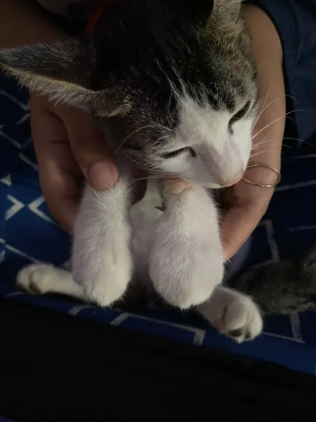 6 Potret Kaki Kucing Usai Disengat Lebah Ini Bikin Kaget