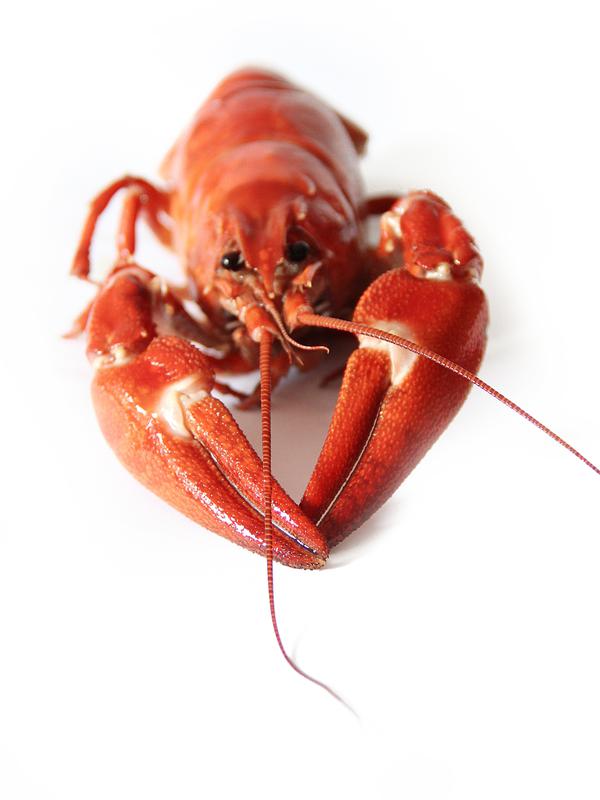Ilustrasi Lobster (Sumber Foto: Pexels)