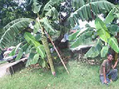 Pohon Pisang Unik