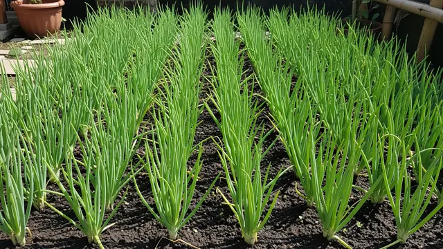 Ide Kebun Bawang Daun di Lahan 1×1 Meter