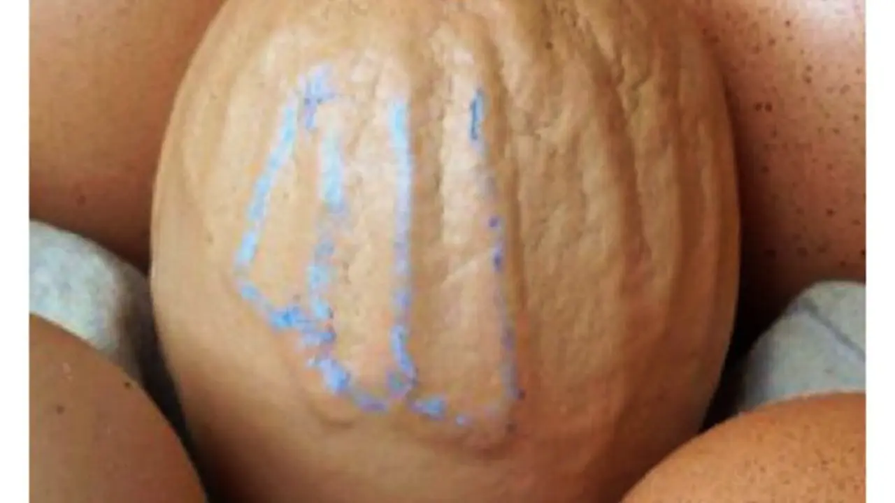Telur berlafaz Allah