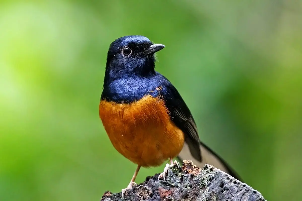 Mengenal Burung Murai  Batu dan Jenisnya