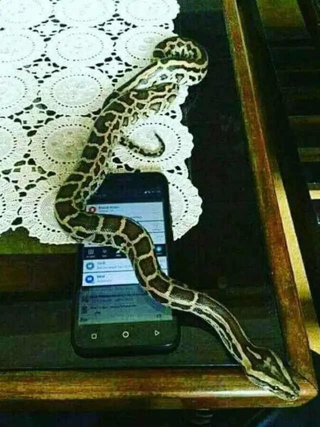 6 Potret Ular Bertingkah Bak Manusia Ini Nyeleneh, Ada yang Nonton TV
