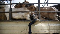 Kambing - kambing saat diangkut untuk dijual kesalah satu pasara ternak di Kathmandu, Nepal, Kamis (15/10/2015).  Kambing - kambing ini akan dijual untuk dikorbankan dalam peringatan festival keagamaan ini. (REUTERS/Navesh Chitrakar)
