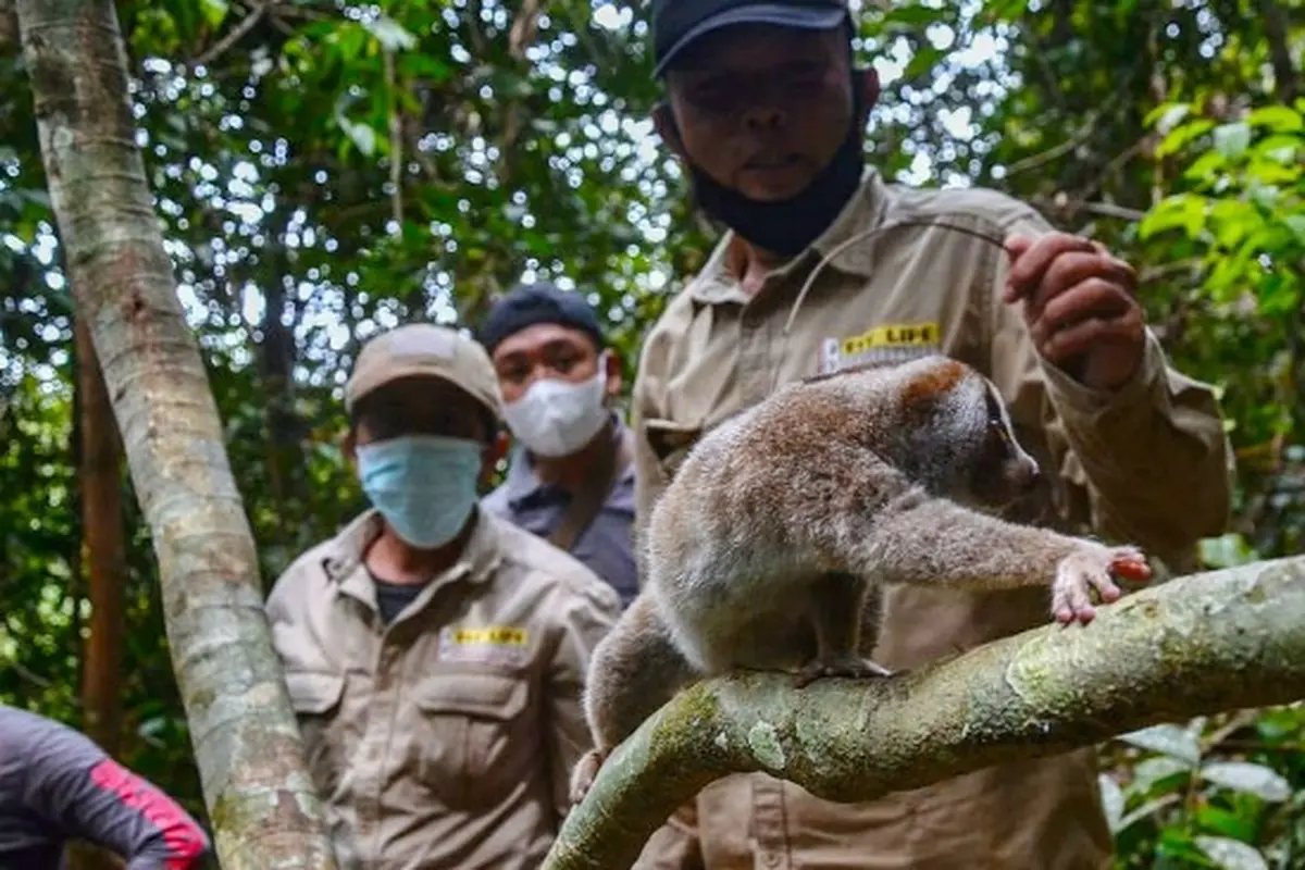 Petugas BBKSDA dan Reskrimsus Polda Riau melepasliarkan kukang sitaan dari tersangka jual beli satwa liar ke alam.