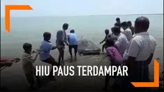 Seekor hiu paus dengan panjang 6 meter mati terdampar di Thoothukudi, India. Hiu paua merupakan spesies ikan terbesar dan terancam punah.