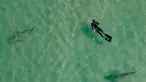 Hiu berenang di samping seorang perenang snorkling di Laut Mediterania dekat pembangkit listrik di lepas pantai Hadera, Israel, Rabu (23/2/2022). Air panas yang memancar dari pabrik industri di kota Hadera di utara Israel menarik hiu-hiu ini. (AP Photo/Ariel Schalit)