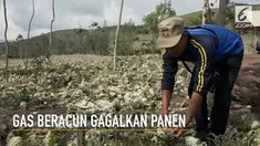 Tidak hanya meracuni puluhan warga, paparan gas beracun dari Kawah Ijen ternyata juga berdampak pada lahan pertanian.