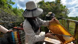 Peternak mengumpulkan madu dari sarang lebah di sebuah peternakan di Navajas, Matanzas, Kuba, 21 Maret 2019. Tempat ini menyimpan banyak bunga liar yang menjadi makanan lebah. (YAMIL LAGE/AFP)