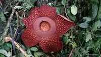 Bunga Rafflesia Tuan Mudae yang mekar di Cagar Alam Maninjau, Kabupaten Agam, Sumatera Barat. Bunga mekar sempurna pada Rabu (20/1/2021). (Liputan6.com/ Dok BKSDA Agam)