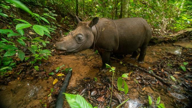 Ancaman Jerat dan Pencari Gaharu Bayangi Badak Kalimantan Terakhir