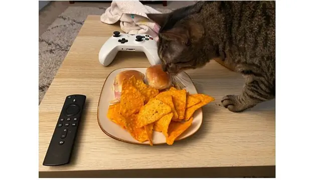 7 Aksi Kocak Hewan saat Coba Curi Makanan Ini Bikin Geleng Kepala