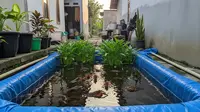 8 Budidaya Lobster Air Tawar dan Kangkung Air dalam Kolam Terpal Sederhana