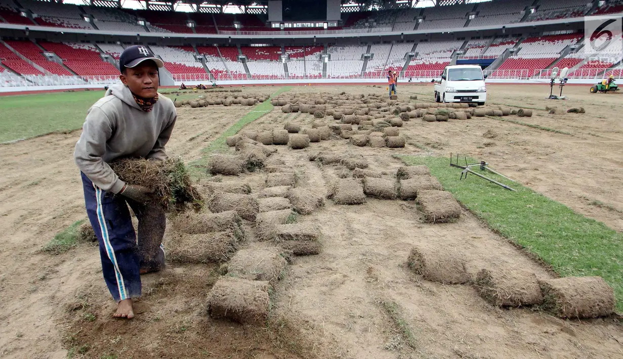 Pekerja memindahkan rumput yang ada di Stadion Utama Gelora Bung Karno (SUGBK), Jakarta, Jumat (18/5). Pemindahan rumput dilakukan agar kondisi rumput tak rusak saat persiapan pembukaan Asian Games 2018 mendatang. (Liputan6.com/Johan Tallo)