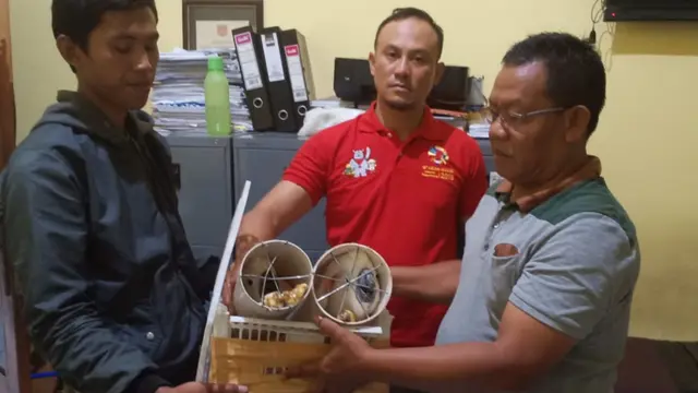 Grup Pencinta Burung Jadi Modus Perdagangan Ilegal Kakatua Maluku