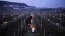 Seorang petani anggur menyalakan lilin anti-beku besar di kebun anggur di wilayah Jura, di Le Vernois, Prancis tengah (4/4/2022). Penurunan suhu April di sekitar Prancis mengancam kebun anggur dan tanaman penting lainnya.  (AP Photo/Laurent Cirpriani)