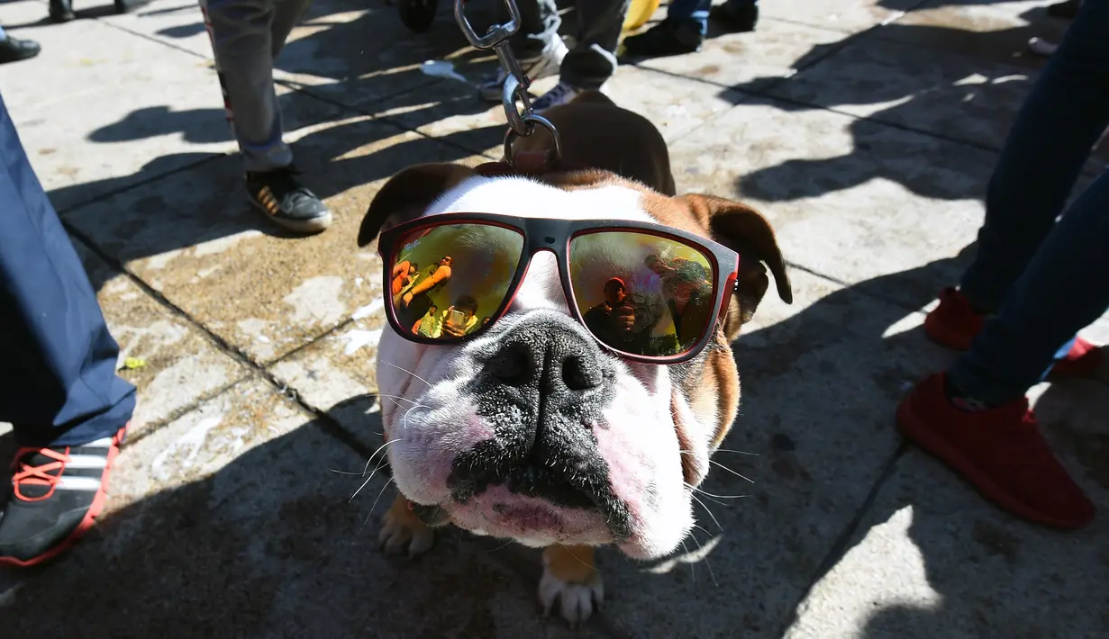 Seekor anjing Bulldog mengenakan kacamata saat berkumpul untuk meraih Rekor Guinness di Mexico City di Meksiko (26/2). Dalam acara ini sebanyak 950 anjing Bulldog ikut berkumpul ditempat tersebut. (AFP/Alfredo Estrella)
