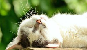 Ilustrasi Kucing (pixabay.com)