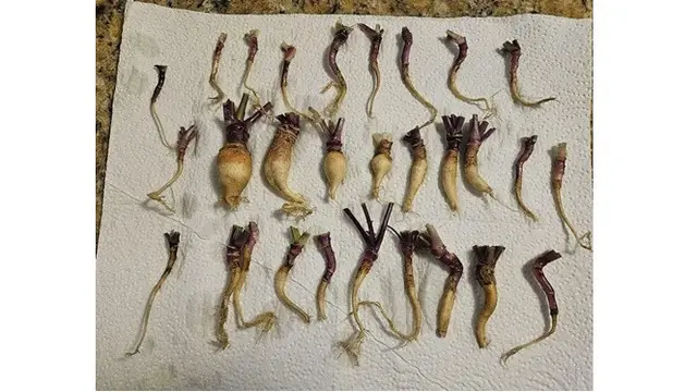 6 Potret Panen Sayur Ukuran Mini Ini Bikin Melongo, Bak Mainan Masak-masakan