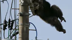 Simpanse jantan bernama Chacha mulai kehilangan keseimbangan setelah ditembak dengan peluru bius di Jepang, Kamis (14/4). Primata berusia 24 tahun itu kabur dari Kebun Binatang Yagiyama Zoological Park di Kota Sendai, selama hampir 2 jam. (Reuters/Kyodo)