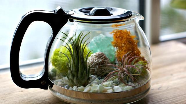 Percantik Ruangan dengan Terarium Cantik dalam Teko Kopi