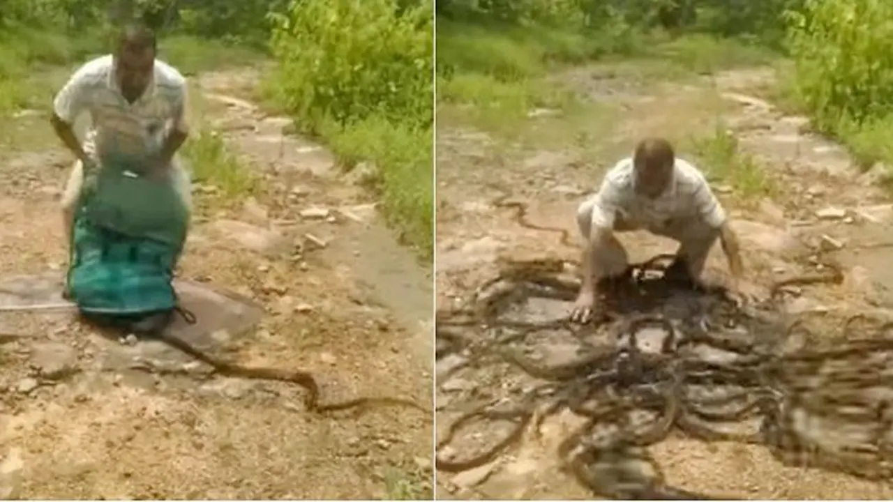 Ngeri, 285 Ular Dilepas untuk Bantu Petani
