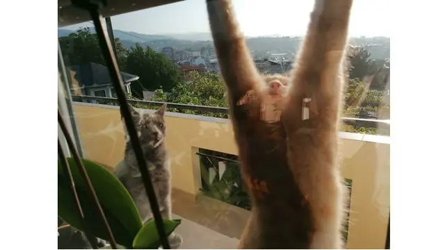 6 Potret Aksi Kucing Berdiri dengan Dua Kaki, Bikin Melongo