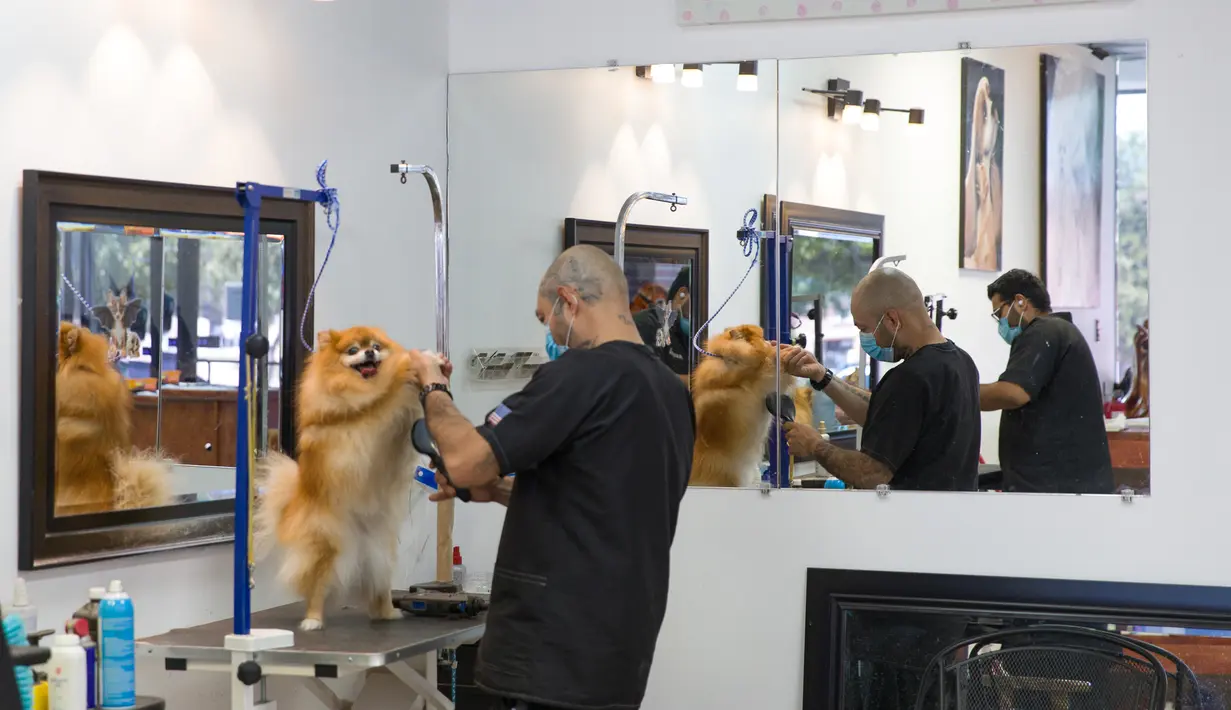 Pekerja menangani anjing di salon perawatan hewan peliharaan di Plano, Kota Dallas, Texas, Amerika Serikat, Jumat (1/5/2020). Texas secara bertahap mulai kembali membuka kegiatan bisnis pada 1 Mei 2020. (Xinhua/Tian Dan)