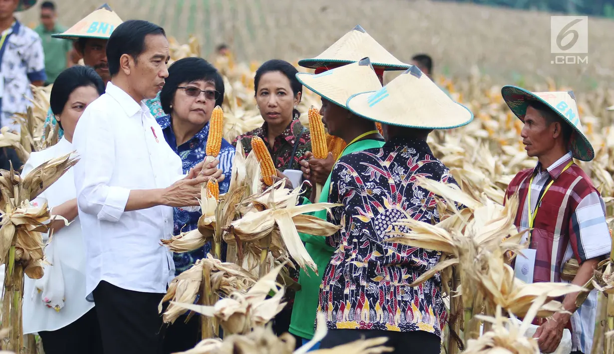 Presiden Joko Widodo bersama Menteri BUMN Rini Soemarno dan Menteri Lingkungan Hidup dan Kehutanan Siti Nurbaya Bakar berdialog dengan petani saat panen raya jagung di Perhutanan Sosial, Ngimbang, Tuban, Jumat (9/3). (Liputan6.com/Angga Yuniar)