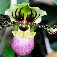 Berbagai bentuk bunga unik yang menyerupai binatang.