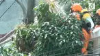 Setelah setengah jam, 4 orang petugas damkar berhasil mengevakuasi sarang lebah yang mengganggu warga tersebut.