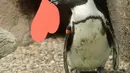 Penguin Afrika memegang kartu valentine berbentuk hati di Akademi Ilmu Pengetahuan California, San Francisco, Rabu (12/2/2020). Penguin secara alami membangun sarang menggunakan kartu ucapan dari bahan itu dan menarik lawan jenis untuk meningkatkan populasi mereka yang terancam punah. (AP/Jeff Chiu)