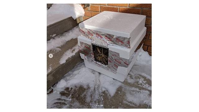 (Sumber: @snowdogsvlogs)