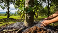 7 Cara Merangsang Pohon Nangka agar Cepat Berbuah, Panen Melimpah Tanpa Pupuk Kimia