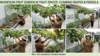 7 Desain Taman Buah Kecil di Lahan Sempit 1 Meter, Panduan Tata Letak