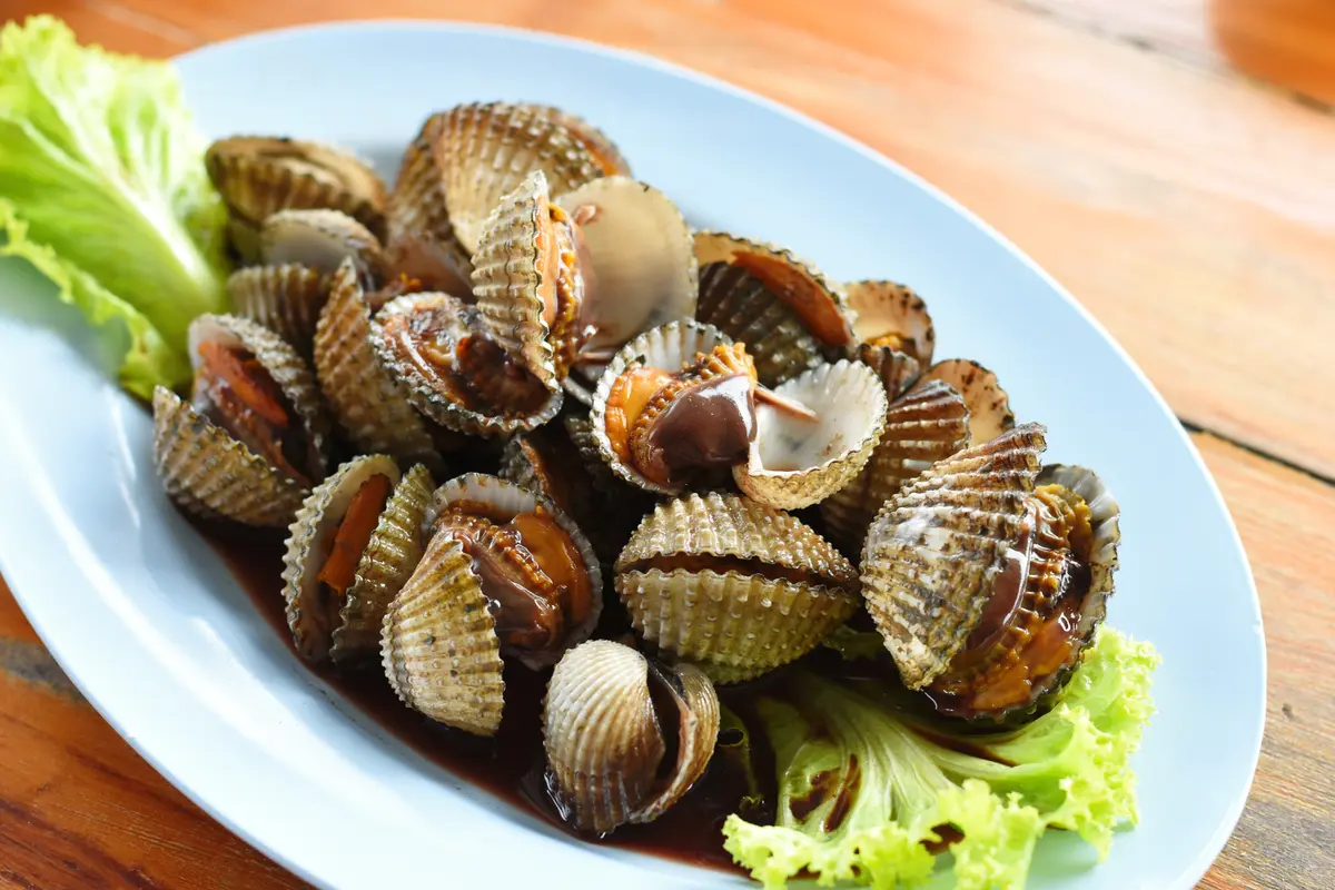 kerang dara
