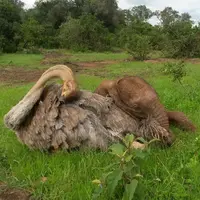  Persahabatan Anak Gajah dan Burung Unta yang Mengharukan | foto : boredpanda
