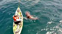 Ikan hiu yang memakan umpannya menarik kembali dan membalikkan kayak yang dipakai sang kapten. 