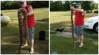 ular derik punggung berlian dengan panjang mencapai 2,7 meter gegerkan warga negara bagian Arkansas, AS.
